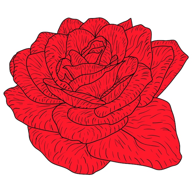 Beautiful color sketch rose flower on a white background