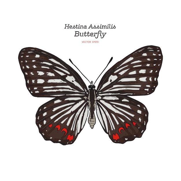 Beautiful colorful Hestina Assimilis butterfly