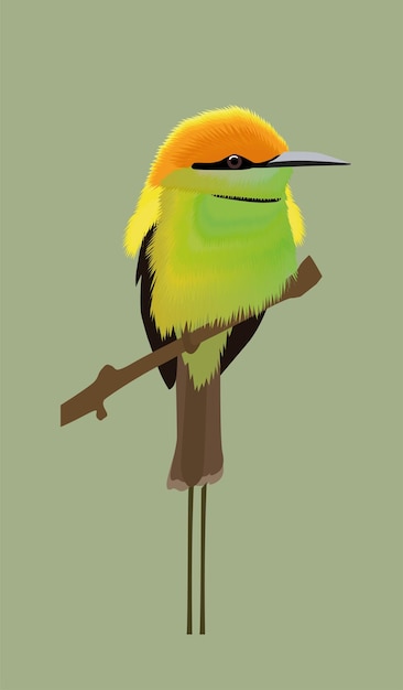 the beautiful coorful birds