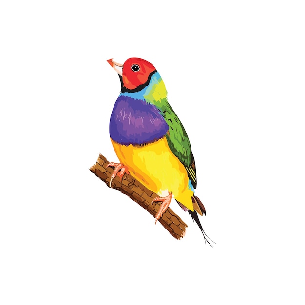 Beautiful and cute birds spring birds with beautiful beaks and red cheeks vector bi