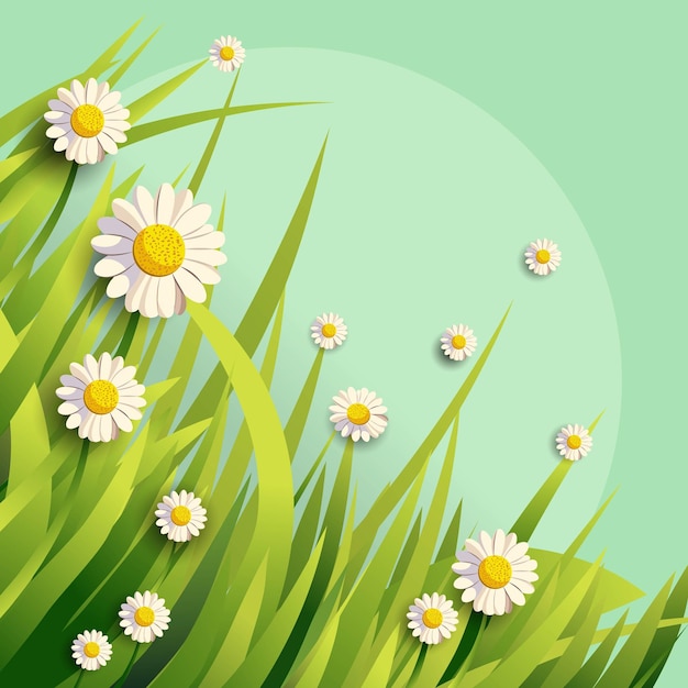 Vector beautiful daisies flowers with leaves on green background