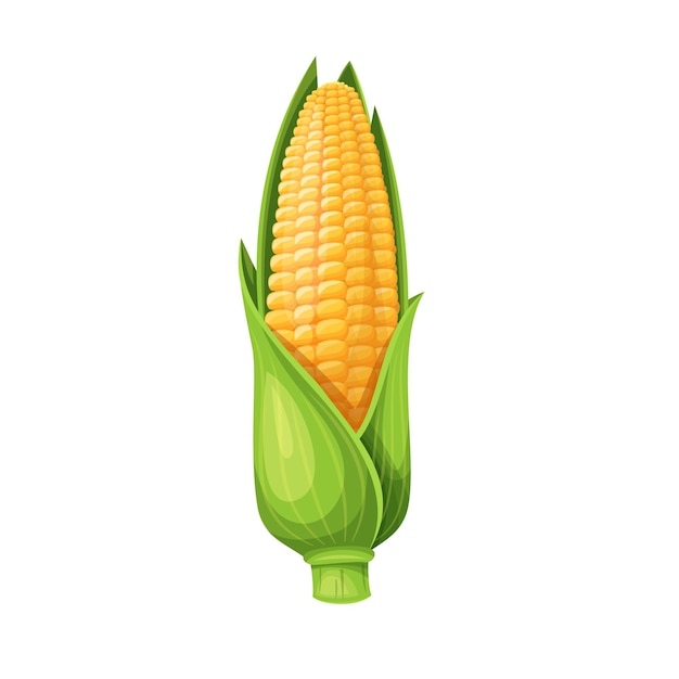 Vector beautiful ear of corn illustration