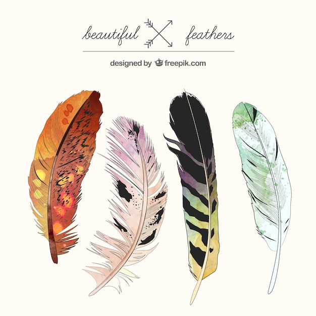 Beautiful feathers