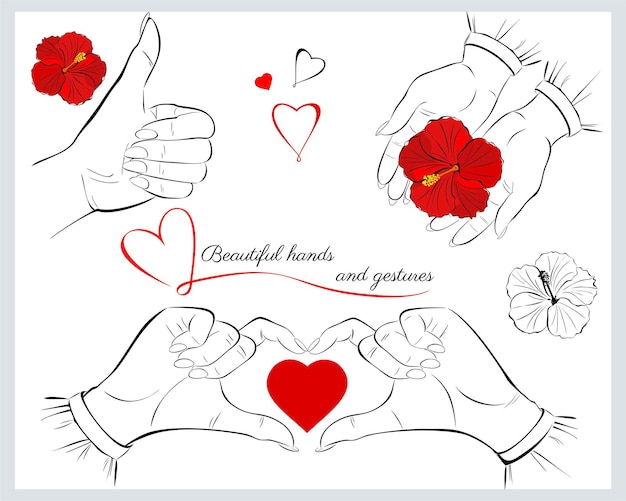 Vector beautiful female hands. hand gestures