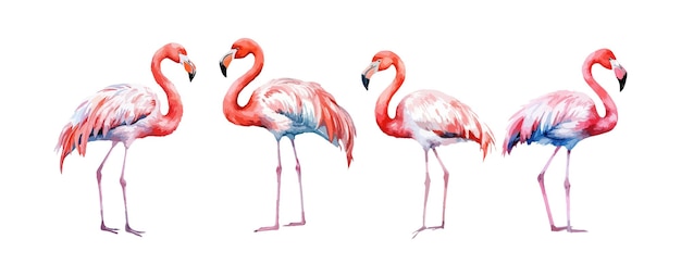 Vector beautiful flamingo birds watercolor isolated on white background vector illustration