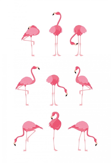 Beautiful flamingos birds flock standing