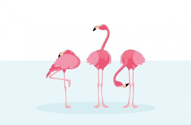 Beautiful flamingos birds flock standing