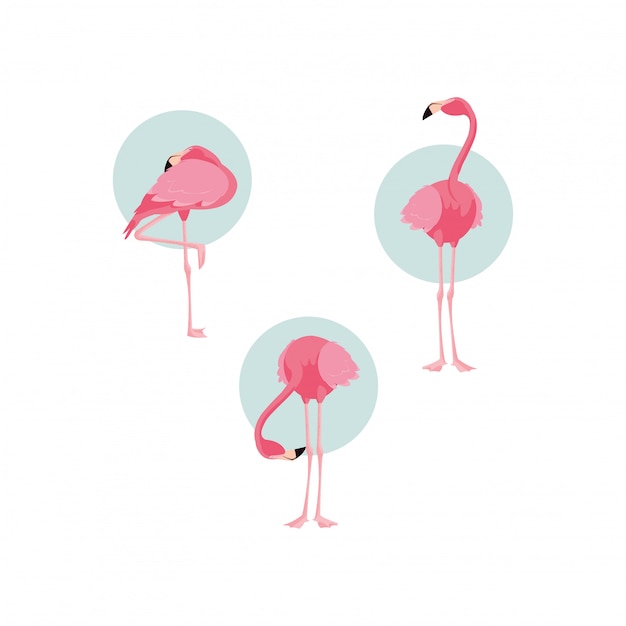 Beautiful flamingos birds flock standing