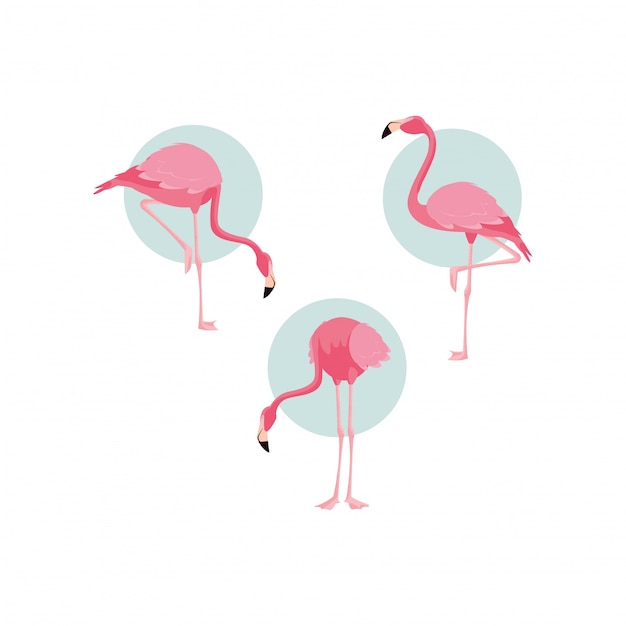 Beautiful flamingos birds flock standing