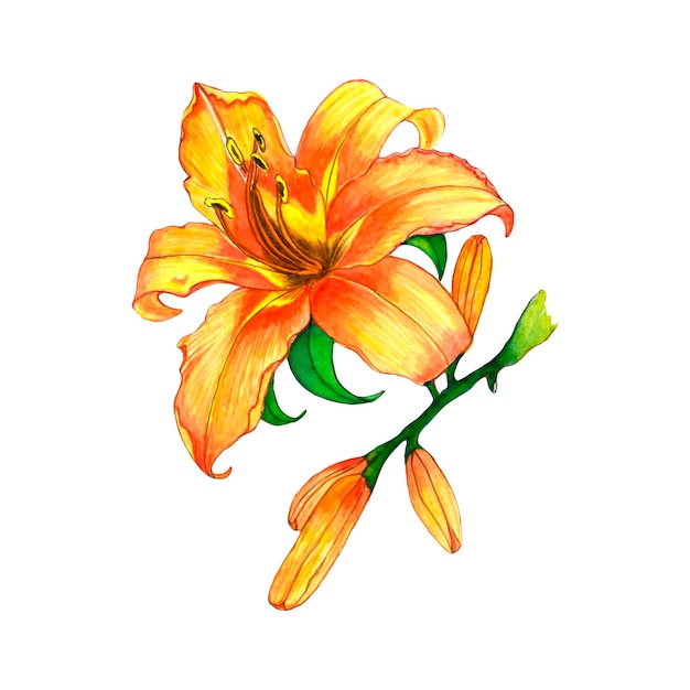 Beautiful floral watercolor drawing of orange lily flower and buds isolated on white background