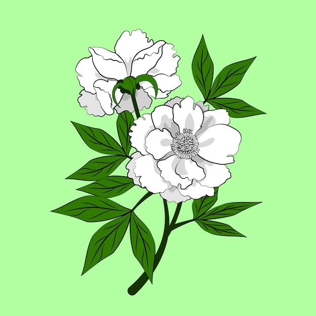 Vector beautiful flower plant vector illustration drawing