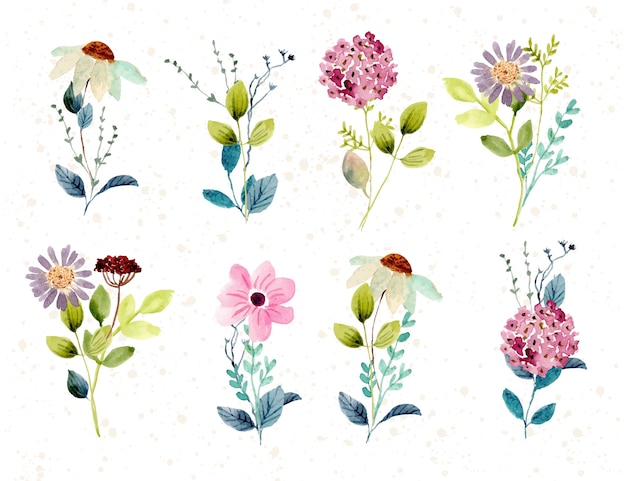 beautiful flower watercolor collection