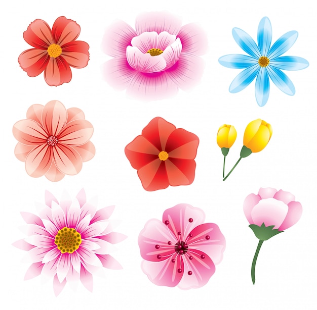 Beautiful flowers set illustrations