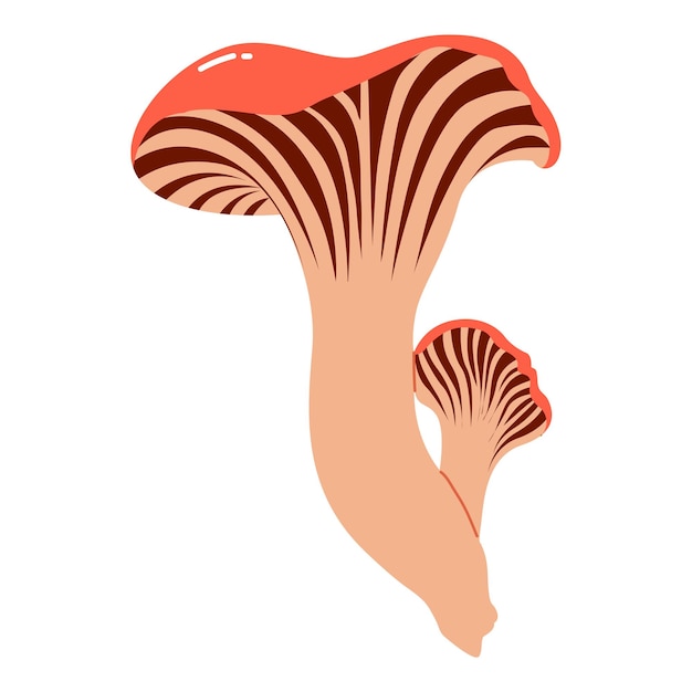 Beautiful fresh chanterelle mashroom illustration