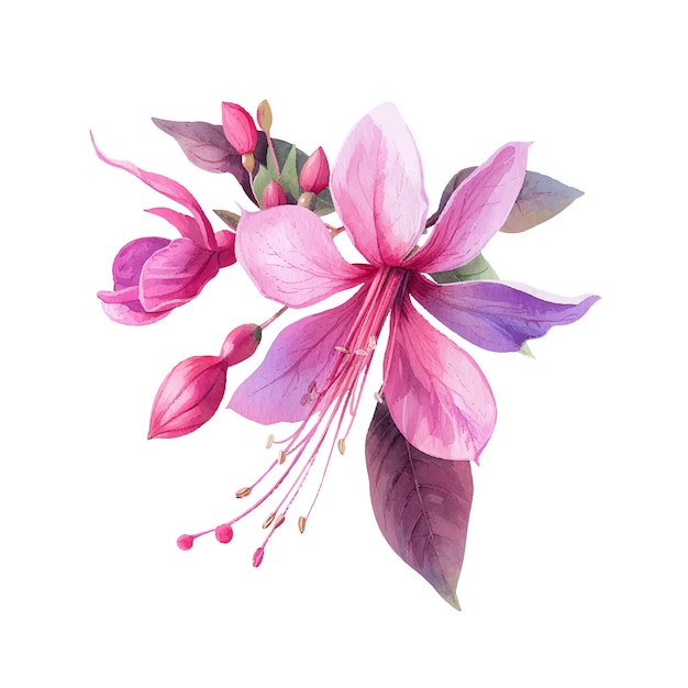 beautiful fuchsia flower vector illustration in watercolour style