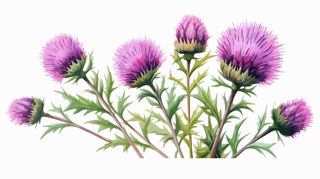 beautiful greater burdock flowers on white background