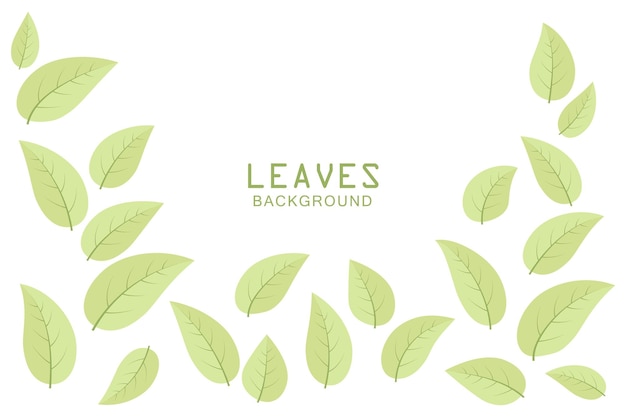 Beautiful green leaves on white background