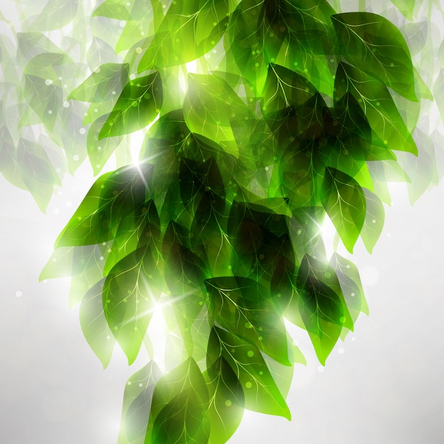 Vector beautiful green leaves