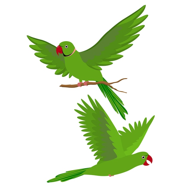 Beautiful Green Parrots Parrot flying