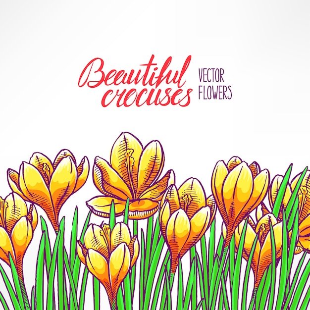 Vector beautiful greeting card with yellow crocuses