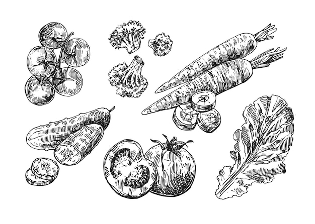 Beautiful hand drawn illustration vegetable