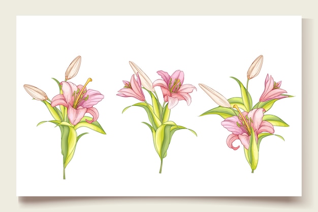 Vector beautiful hand drawn lily flowers illustration