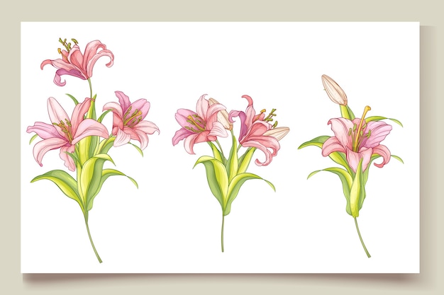 Vector beautiful hand drawn lily flowers illustration