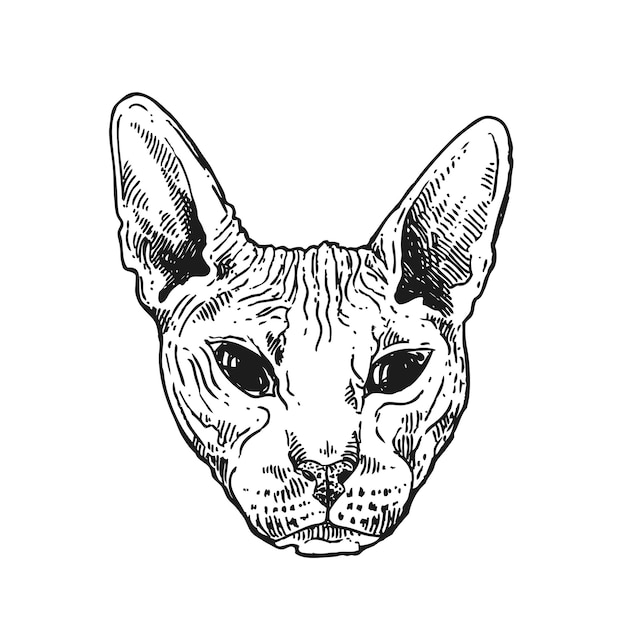 Beautiful hand drawn vector sketch portrait of bald cat Tattoo style