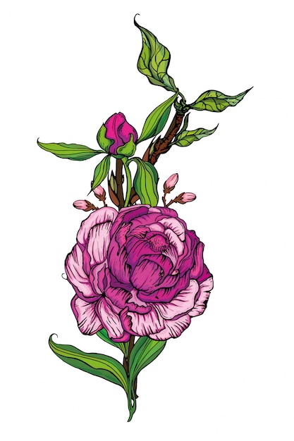 Bellissimo bouquet fatto a mano di peonie rosa. illustrazione