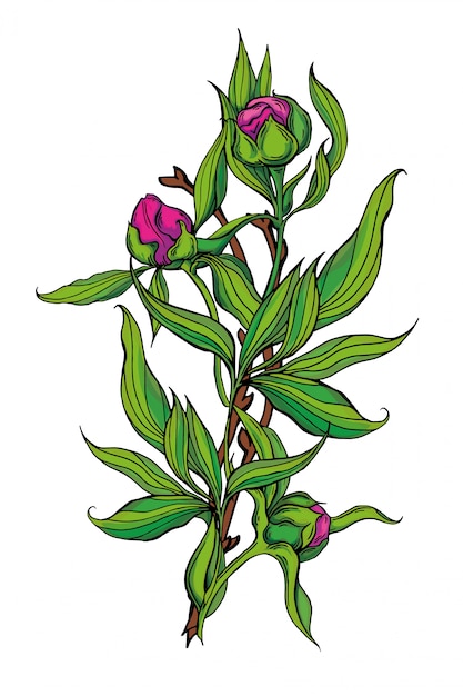 Beautiful handmade bouquet of pink peonies.   illustration