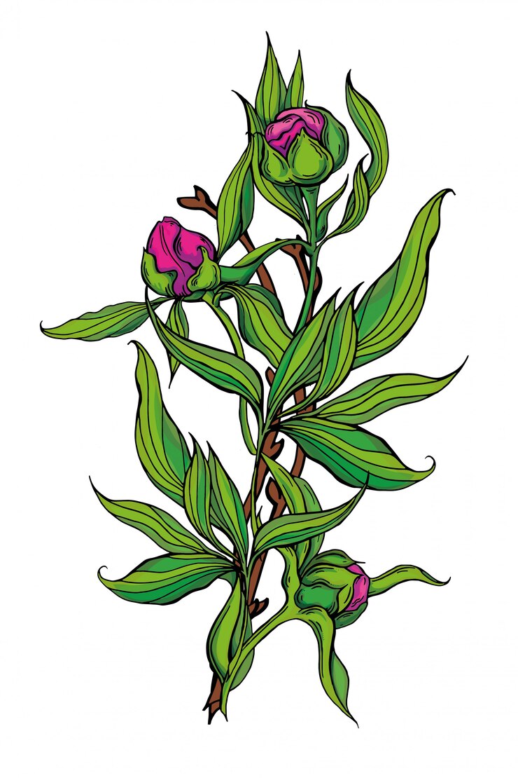 Vector beautiful handmade bouquet of pink peonies.   illustration