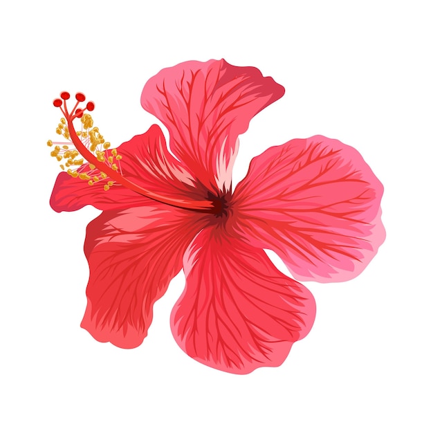 Vector beautiful hibiscus flower isolated on white