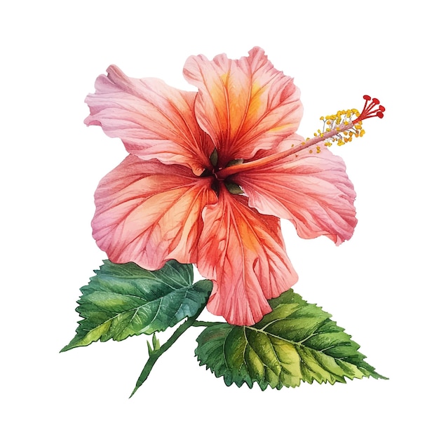 beautiful hibiscus flower vector illustration in watercolour style