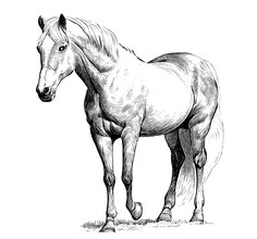 disegno cavalo