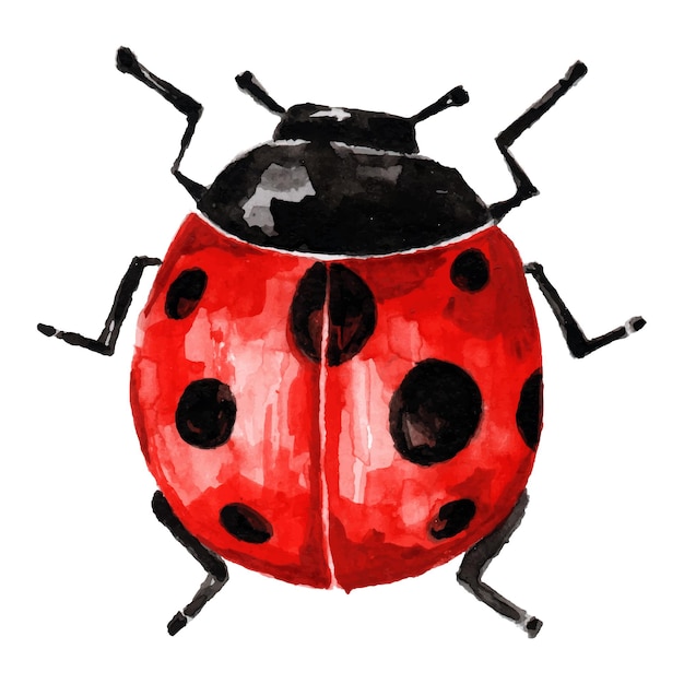 Bella illustrazione coccinella isolata su uno sfondo bianco acquerello dipinto a mano arte per carta da parati animali del fumetto vettoriale