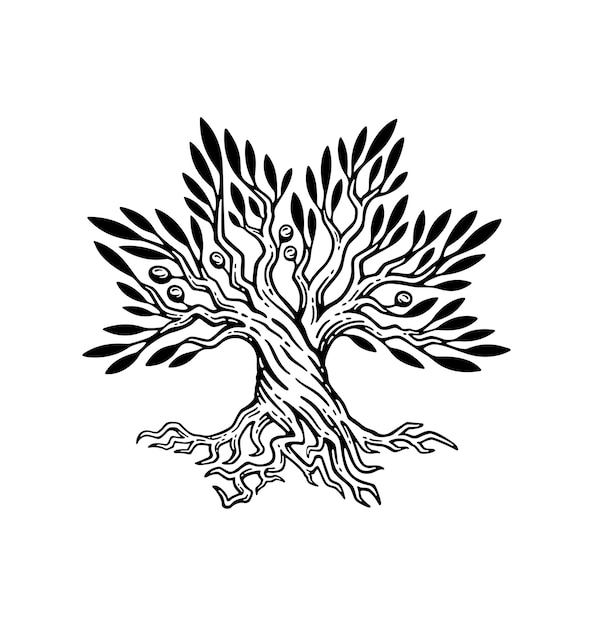 Beautiful illustration of olive tree and root logo in vintage style