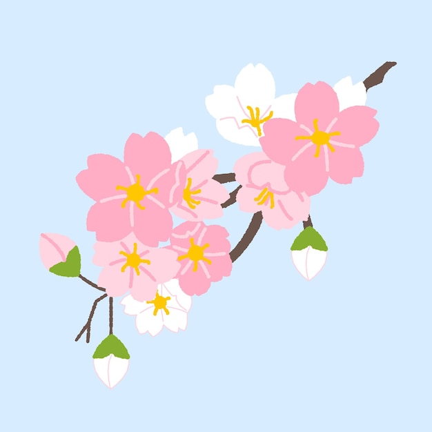 A beautiful illustration of pink cherry blossoms in full bloom