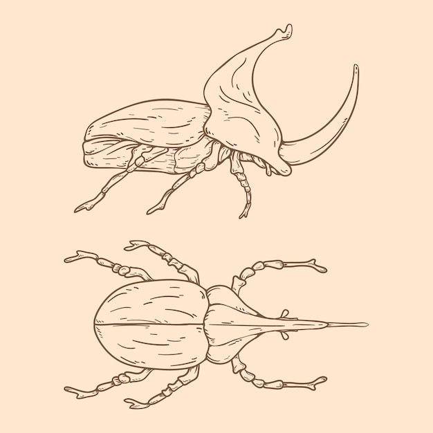 Beautiful insect outline illustration