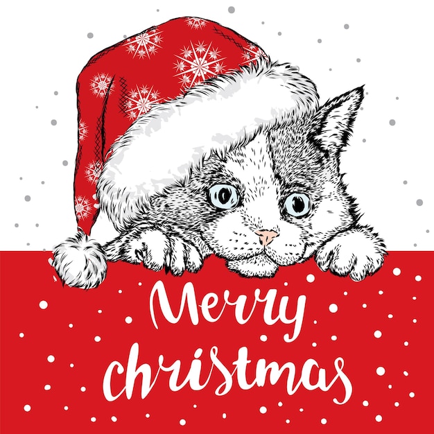 クリスマスの服と新年の美しい子猫