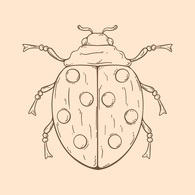 Vector beautiful ladybug outline illustration