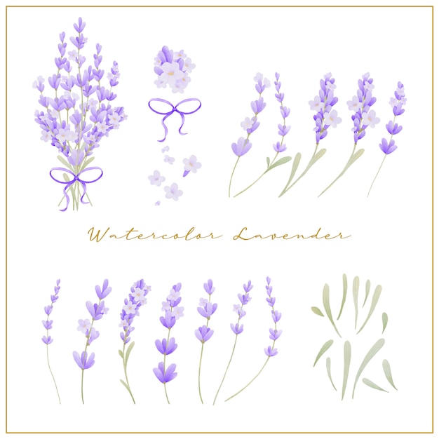 Beautiful lavender flower watercolor