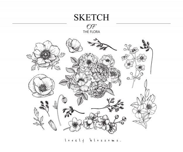Vector beautiful leaf and flower drawings