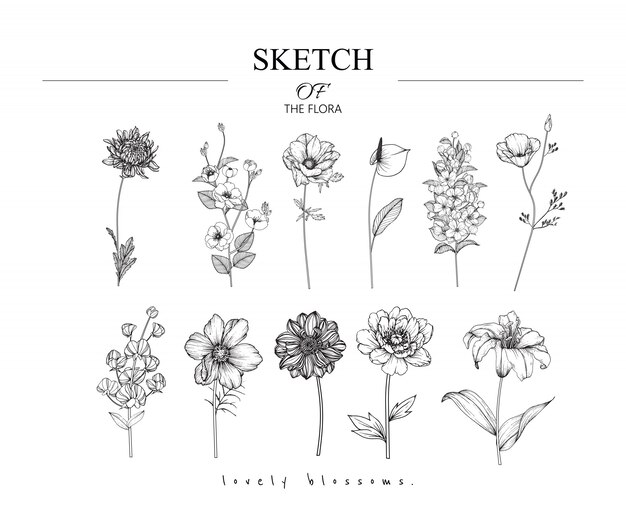 Vector beautiful leaf and flower drawings