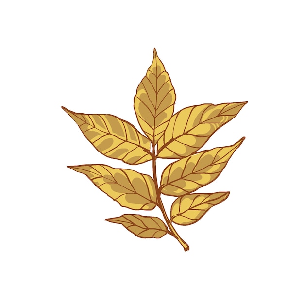 벡터 물푸레나무의 아름다운 잎 희귀한 잎을 가진 가을 식물
