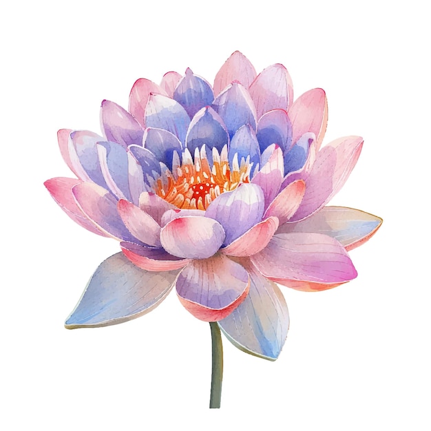 Vector beautiful lotus flower vector illustration in watercolour style