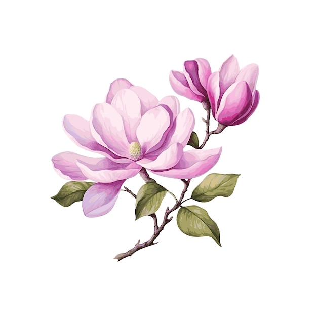 Vector beautiful magnolia flower branch with leaves watercolor paint on white background