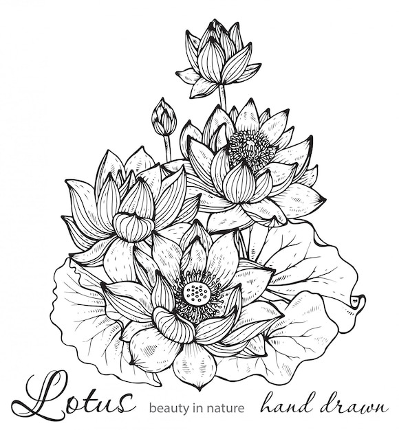 ベクトル 蓮の花の美しいモノクロ花の花束