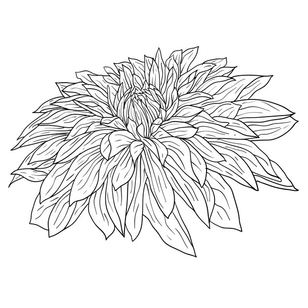 Beautiful monochrome sketch black and white dahlia flower isolated