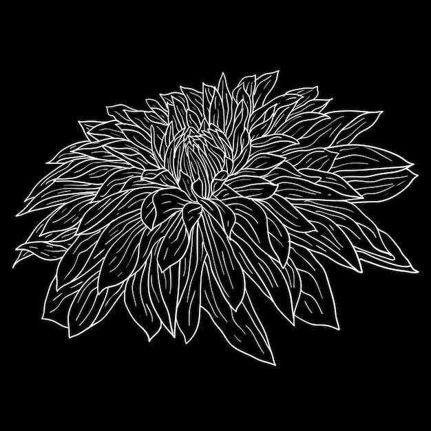 Vector beautiful monochrome sketch black and white dahlia flower isolated