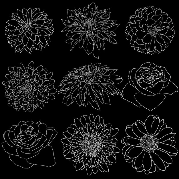 Vector beautiful monochrome sketch black and white flower isolated